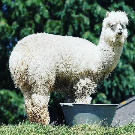 Bed & Breakfast La Belle Etable 4*